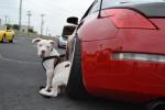 a_nap_tuning_kepe_2012_02_11.jpg
